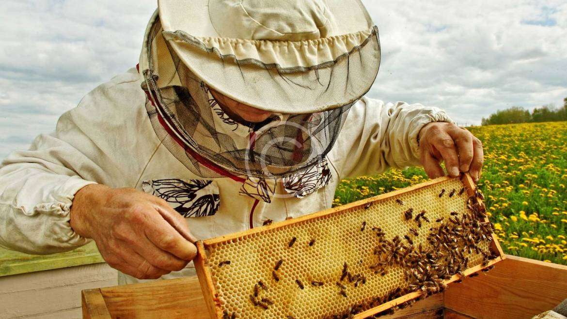 Zlínské včelařské dotace 2023