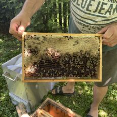 Včelařství Sedlákovi