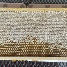 Včelařství Sedlákovi