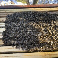 Včelařství Sedlákovi