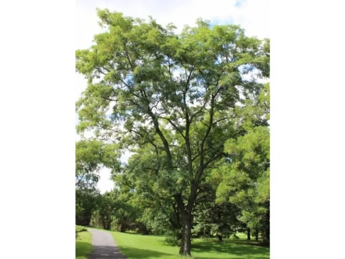 Med květový akátový 980 gramů - Obrázek 4