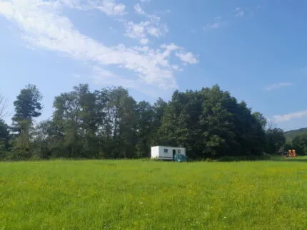 Lesní med